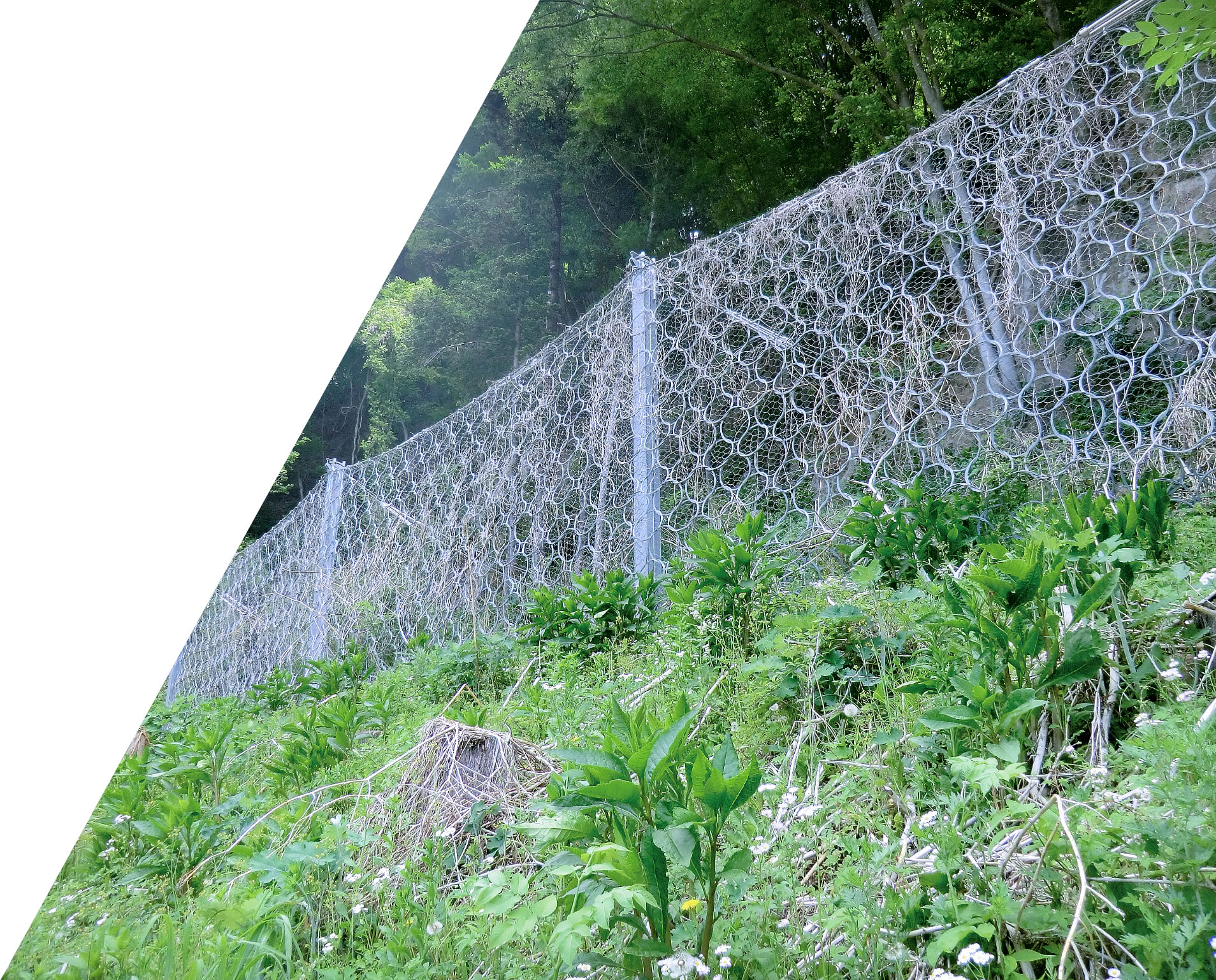 トップイメージ2